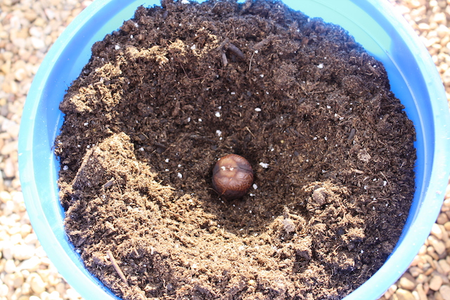 avocado seed in hole in center of bucket waiting to be covered and to grow.