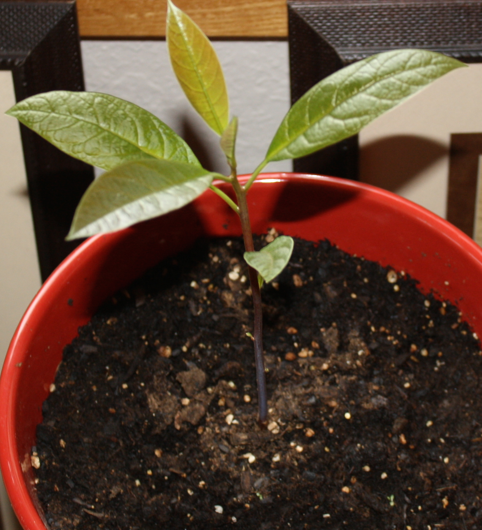 A young avocado tree in a large pot.