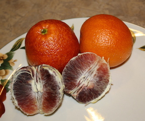 A colorful blood orange ready to make a smoothie