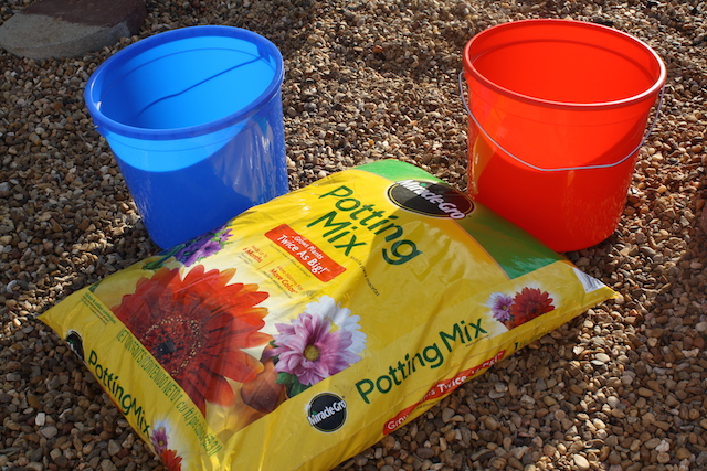 Two colorful buckets and some potting soil for planting avocado seeds.