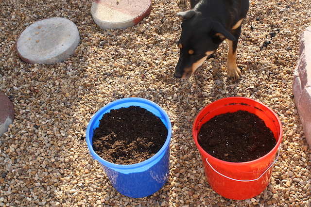 Lambo looks curiously at two buckets in which avocado seeds are planted