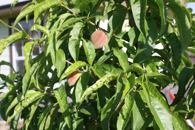 reddish colored peaches growing among the green leaves