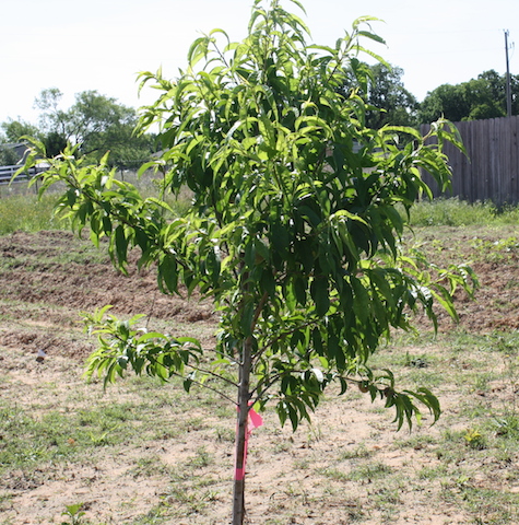 Fruit trees are a welcome addition to any yard or pasture.