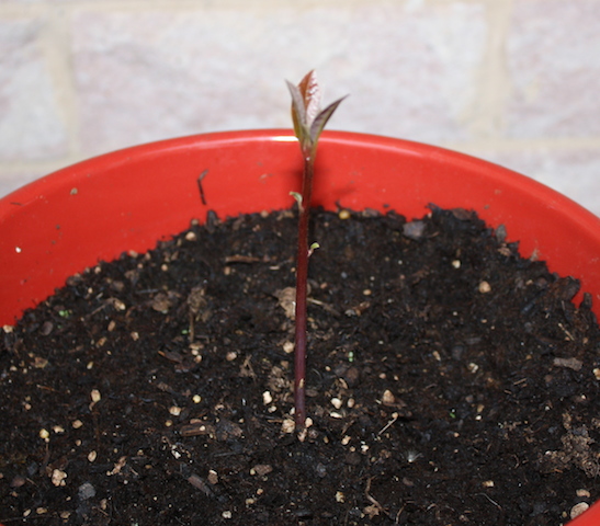 It has taken a long time to get this avocado tree growing, but it is looking good.