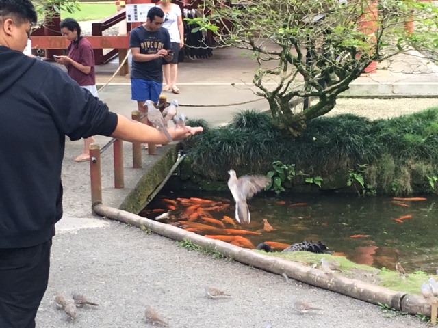 The birds will sit on your hands for a little food.