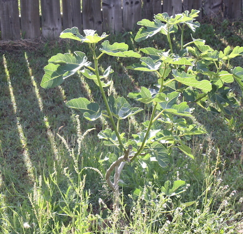 Fig trees take a lot of space, but the fruit makes it very worthwhile