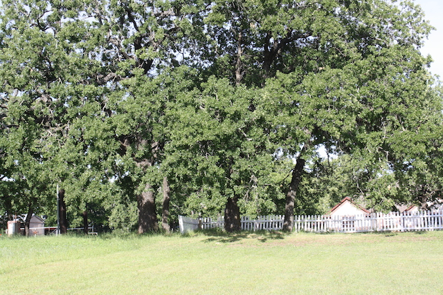 Large trees on our property are inviting