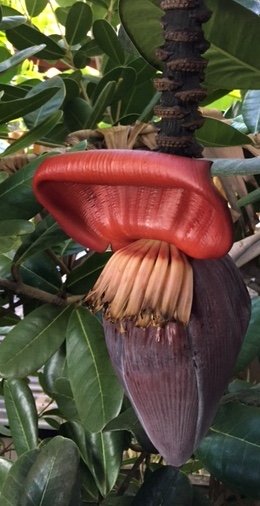 colorful. If I hadn't looked it up and seen it on the banana tree, I wouldn't have known what it was.