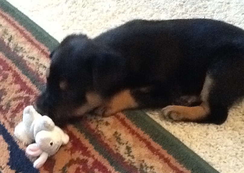 A puppy tired of playing is taking a nap on the carpet