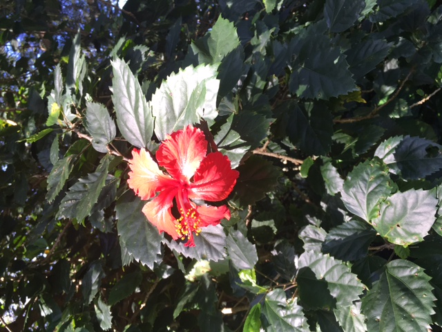 Flowers in January