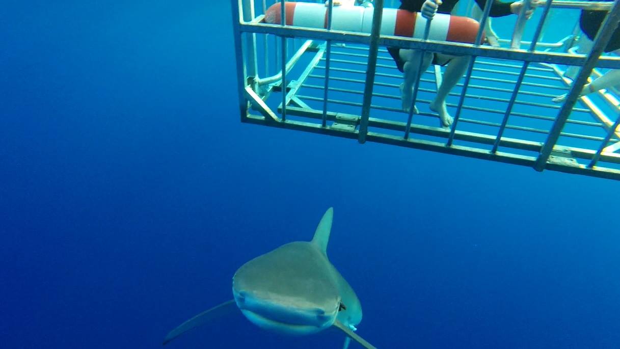 Swim with the sharks for an exciting day.