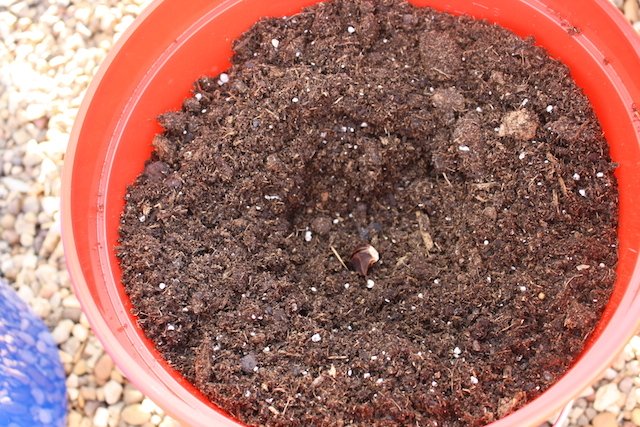 Small avocado seed in red bucket waiting to be covered so it can grow into a tree.