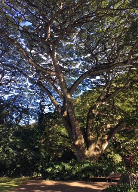 A tree can be so beautiful.