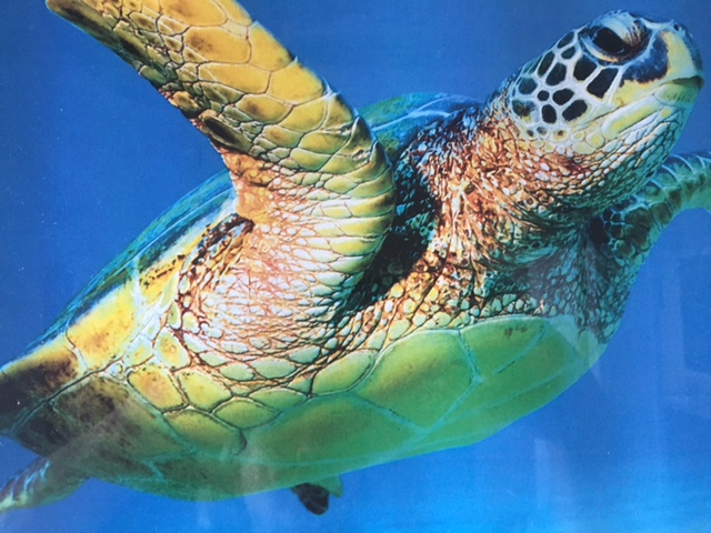 Turtles can be found close to the shore for easy viewing. Turtle Bay is a good place to see some.