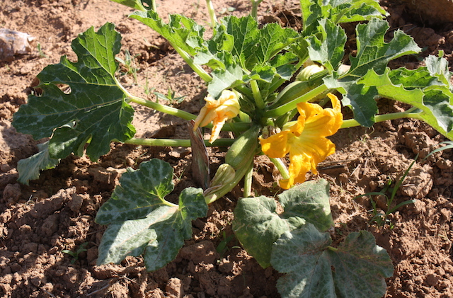 A tasty zucchini needs only a short time to be ready for the table.